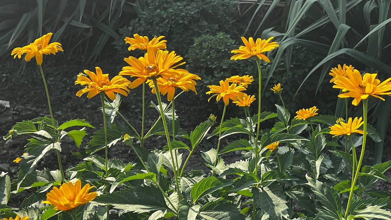 Главная картинка новости: Поссадите в ноябре и не придется возиться с рассадой весной: эти цветы можно высаживать под зиму