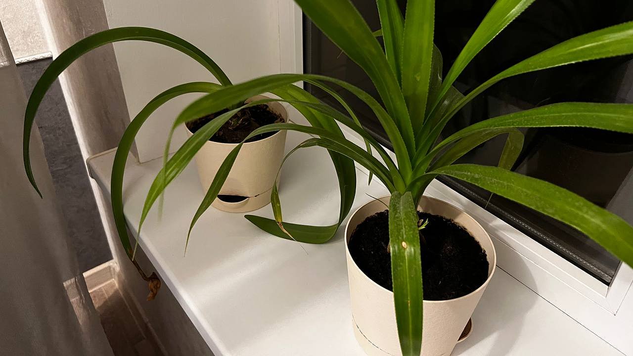 Главная картинка новости: Налепили за 5 минут и не мерзнем: из окон больше не дует, а подоконник теплый