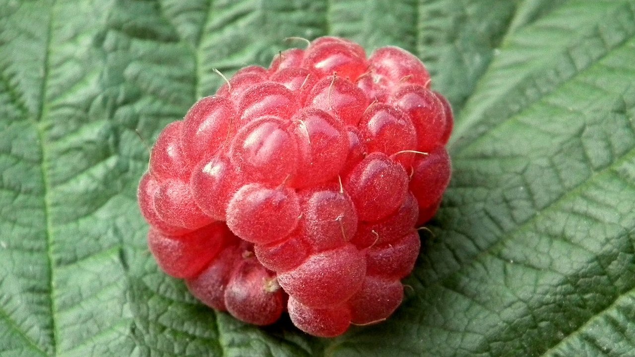 Главная картинка новости: Эту ошибку с малиной в октябре делают 90% дачников и остаются без урожая