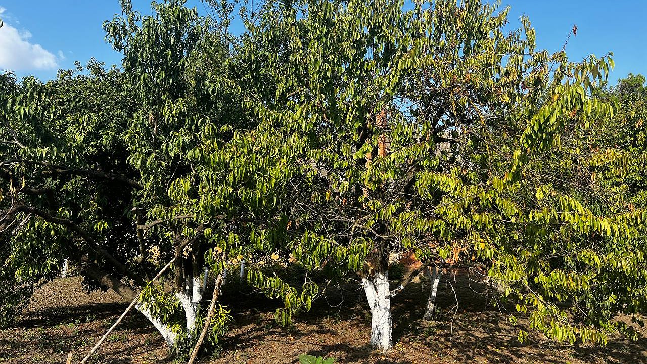 Главная картинка новости: Намотайте на ус: эти деревья и кустарники осенью высаживать запрещено