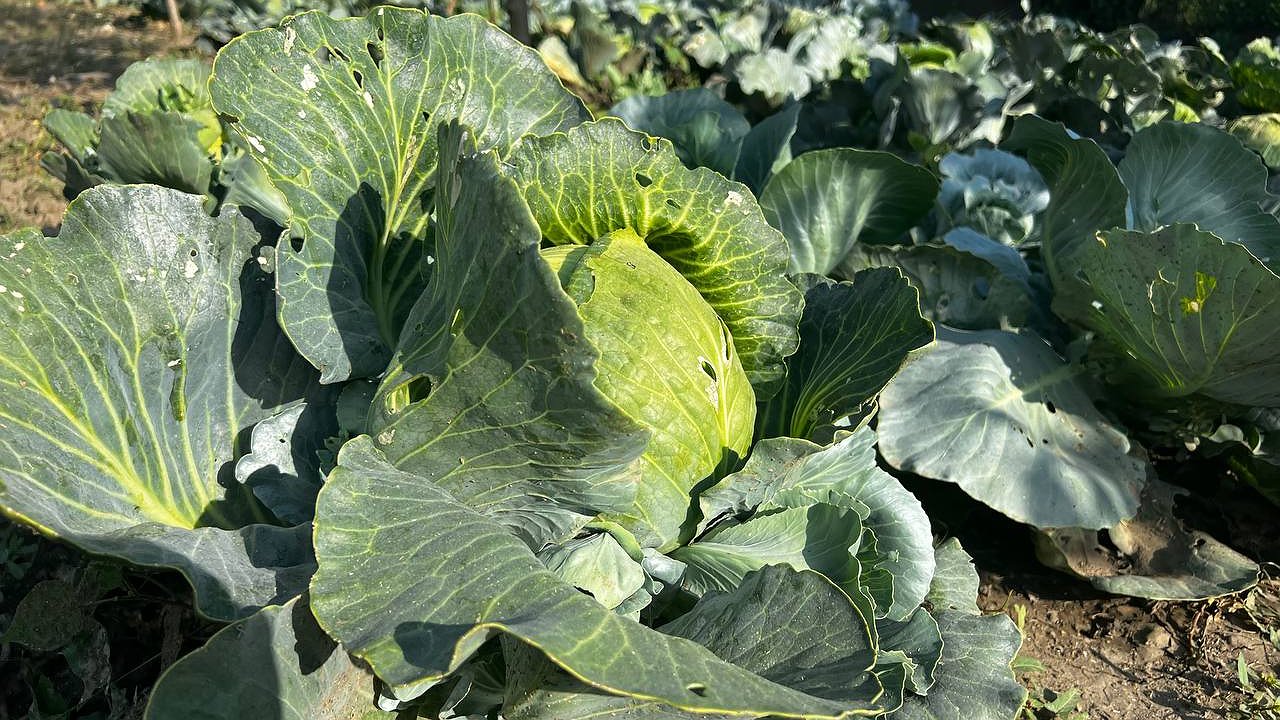 Главная картинка новости: Как приготовить квашеную капусту по-настоящему вкусной: три правила