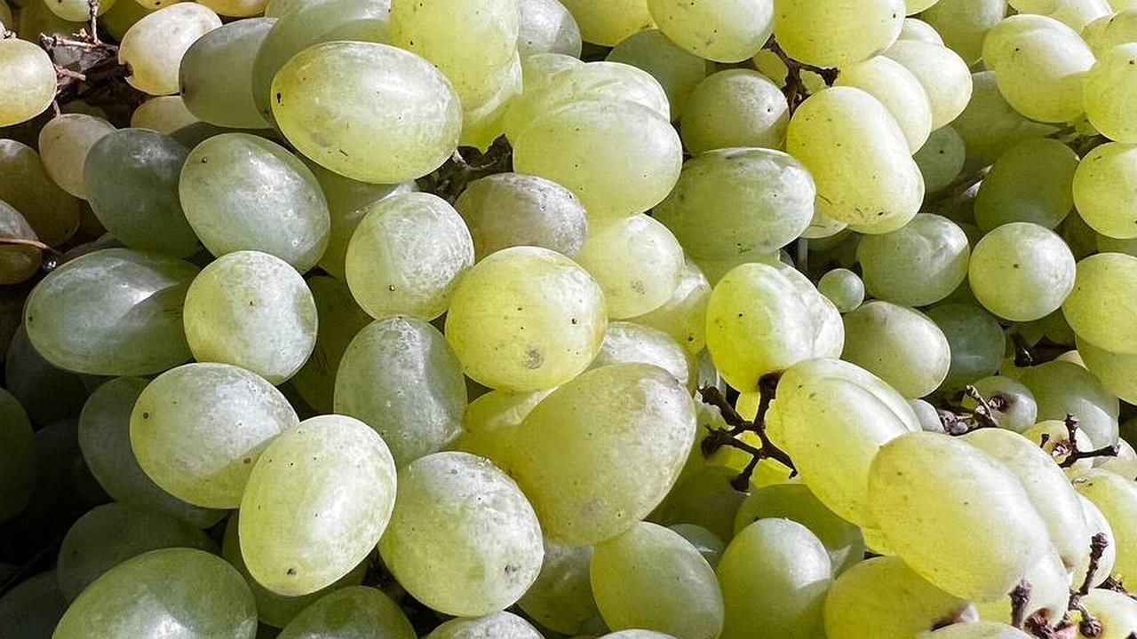 Главная картинка новости: Такая ягода — самая вредная: а мы едим ее, покупаем, как деликатес, и детям даем