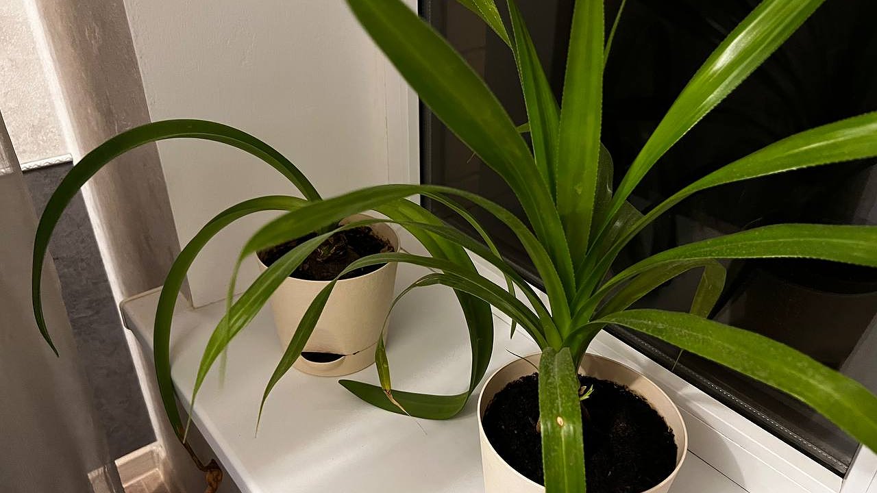 Главная картинка новости: Высасывают силы и забирают женское счастье: такие домашние растения обладают ужасным эффектом