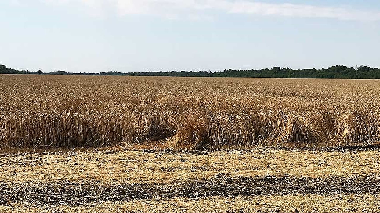 Главная картинка новости: Свердловская область превысила планы по сбору урожая: аграрии обеспечили запас кормов на зиму