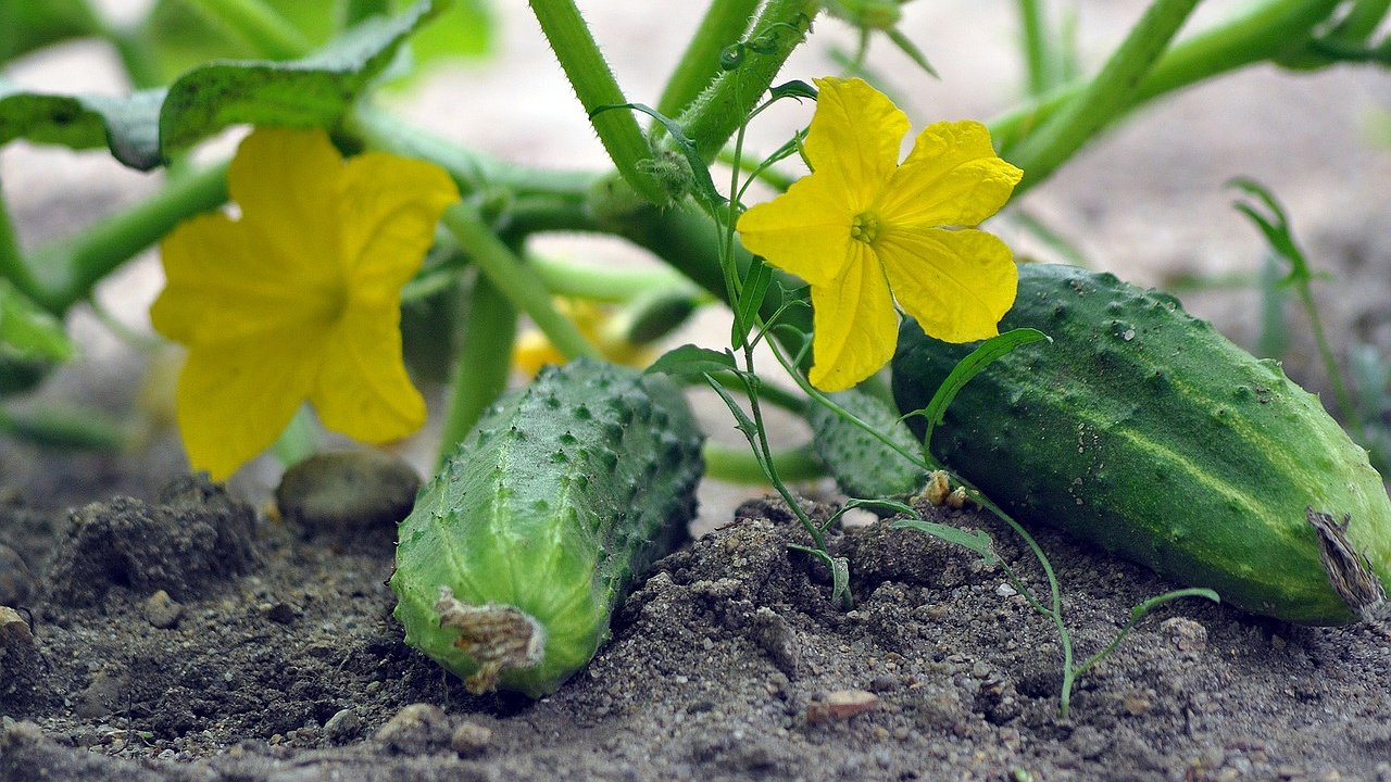 Главная картинка новости: Можно вырастить даже на балконе: такойсорт огурца дает 300 плодов с куста - соседи обзавидуются