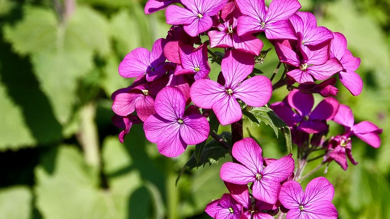 Главная картинка новости: Цветоводы, поливаем дохлую герань: всего полстакана даст нереальный эффект - оживёт на ваших глазах