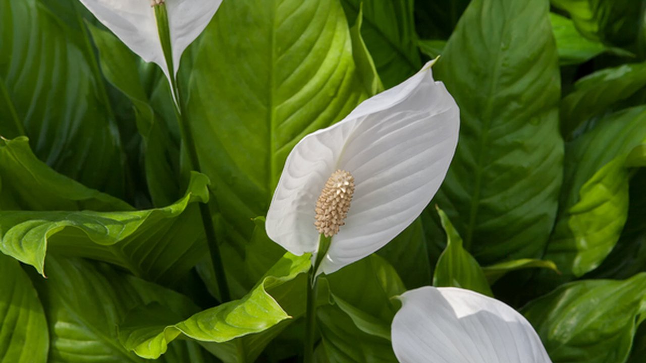Главная картинка новости: Всего 1 ложка — и спатифиллум разразится великолепным цветением: раскрыт чудодейственный эликсир
