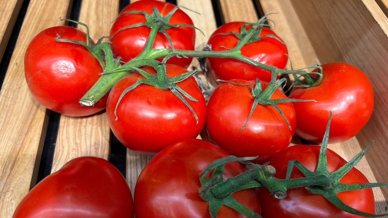 Главная картинка новости: Максимальная устойчивость к фитофторе: такой сорт томатов порадует неприхотливостью и урожайностью — лучше купить прямо сейчас