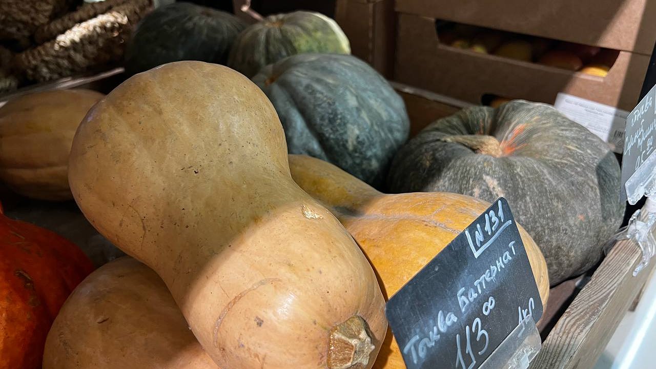 Главная картинка новости: Увеличить урожайность тыквы можно, если соблюдать эти правила