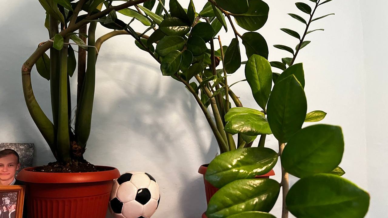 Главная картинка новости: 5 растений, которые могут обходиться без солнечного света: украсьте дом в полутени