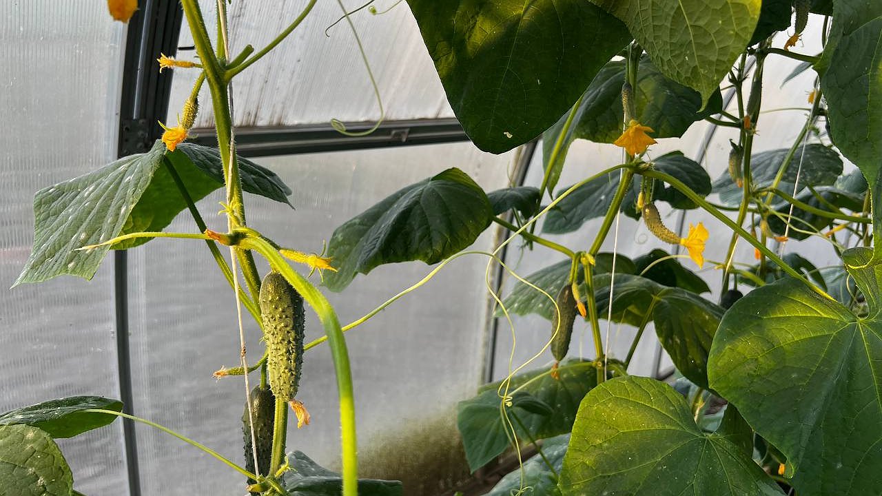 Главная картинка новости: Опытные дачники покупают семена этих огурцов с ноября - самые лучшие для теплицы