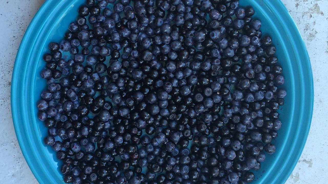 Главная картинка новости: Как вырастить рекордный урожай голубики: советы для садоводов