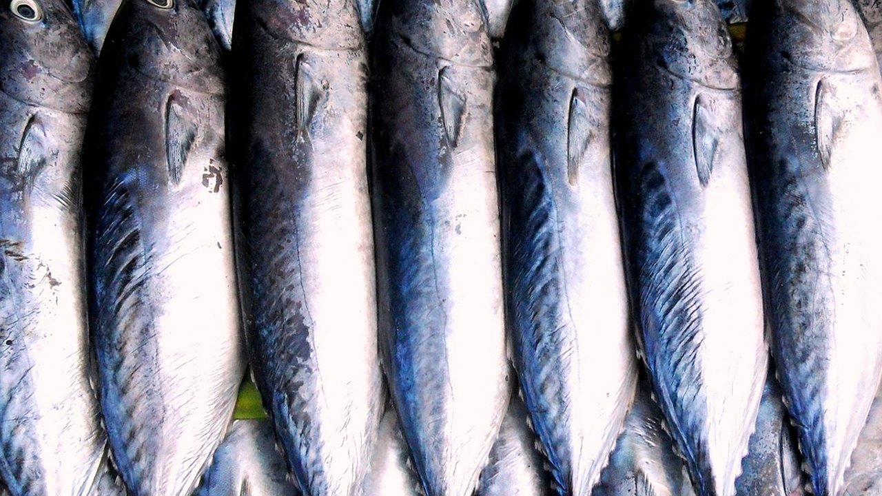 Главная картинка новости: Такая скумбрия - просто "пушка": просто засыпаем луком и маринуем - едим уже через 2 часа