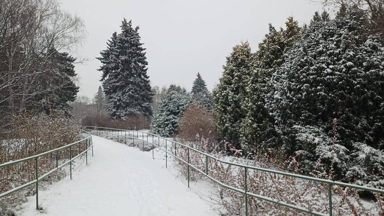 Главная картинка новости: Дендрарий у УрФУ могут временно закрыть из-за реконструкции