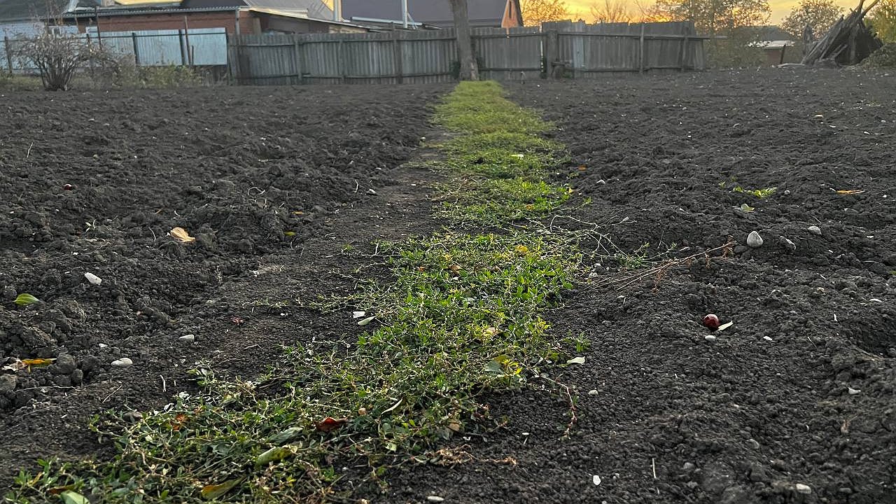 Главная картинка новости: Кроты на дачном участке: как справиться без капканов и ядов