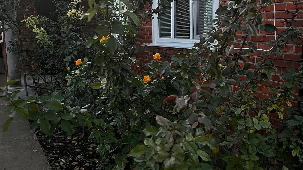 Главная картинка новости: Бери на заметку, чтобы посадить их весной: 5 лучших видов плетущихся роз – райский уголок на участке