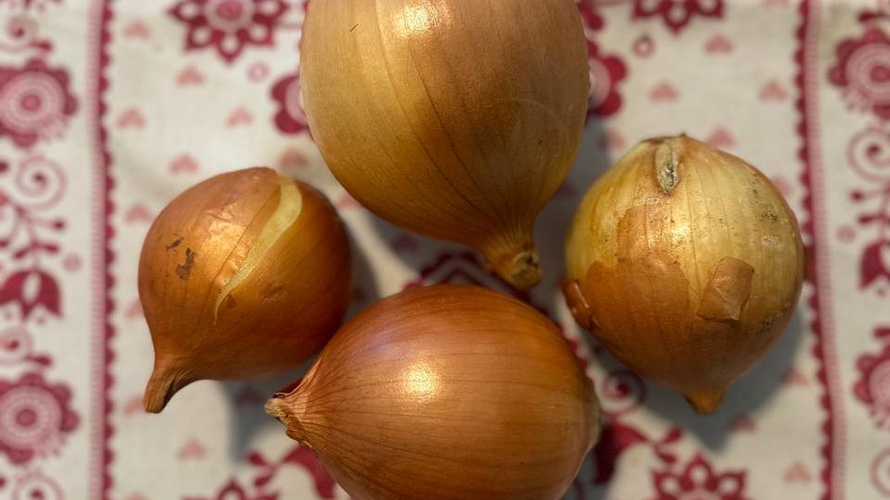 Главная картинка новости: Как спасти лук: эффективный метод борьбы с луковой мухой