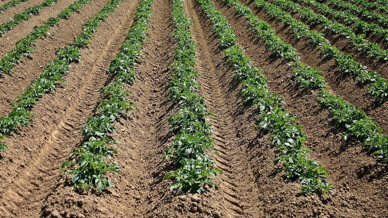 Главная картинка новости: Как уменьшить время при посадке картофеля с мотоблоком