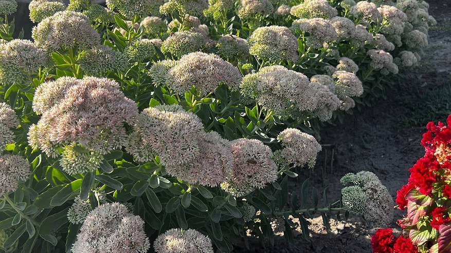 Главная картинка новости: 4 цветка, которые нужно посадить уже в ноябре, чтобы насладиться их цветением в мае