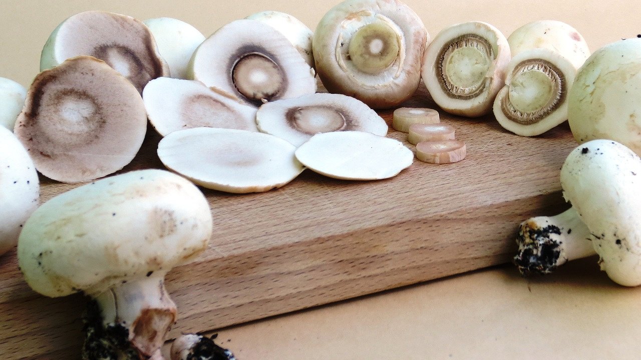 Главная картинка новости: Шампиньоны в лесу и на даче: идеальные условия для их размножения