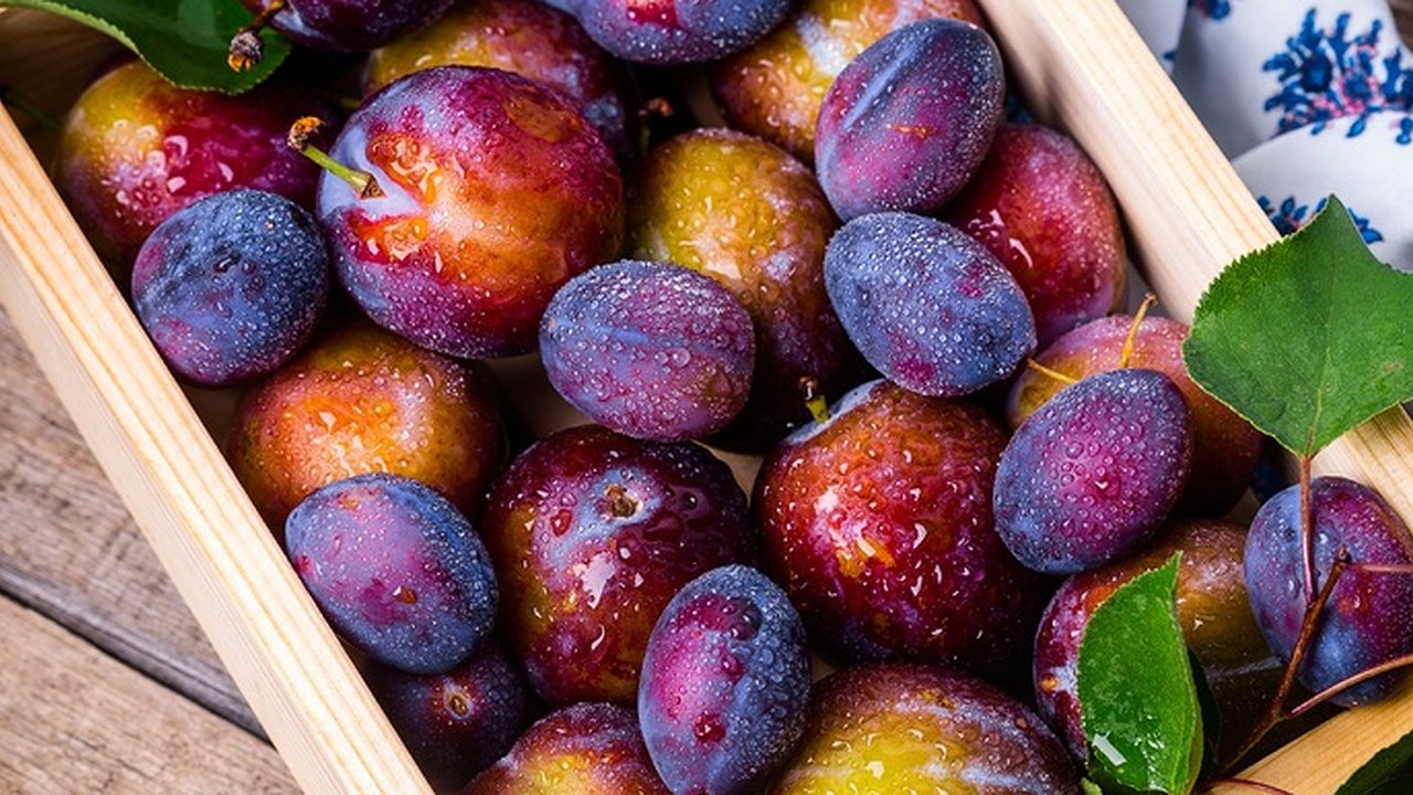 Главная картинка новости: Узнайте, как предотвратить осыпание слив до созревания