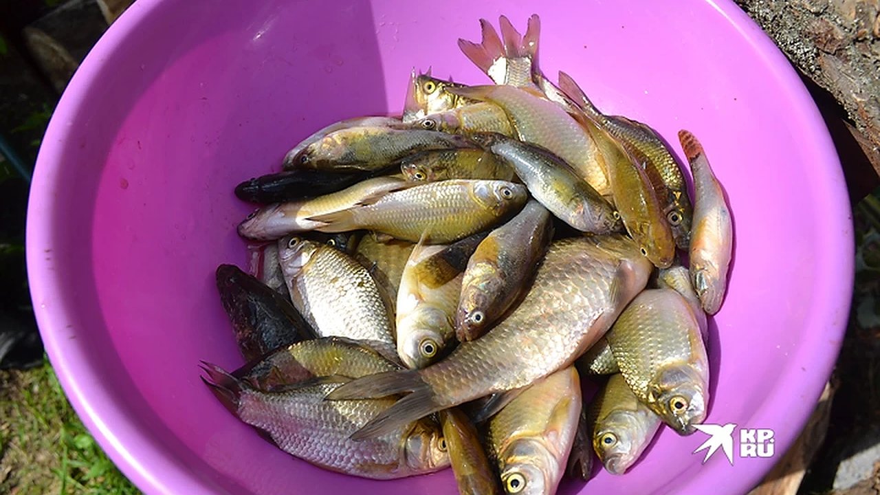 Главная картинка новости: Улов в 11 млн рублей: рыбака из Нижнего Тагила поймали за браконьерство