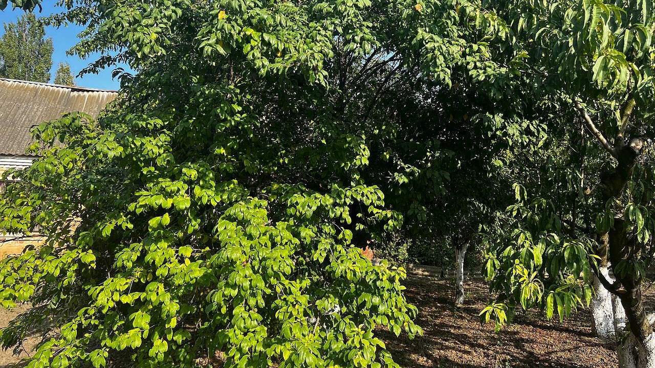 Главная картинка новости: Это удобрение лежит под ногами: просто посыпьте грядку. Огород будет вам благодарен