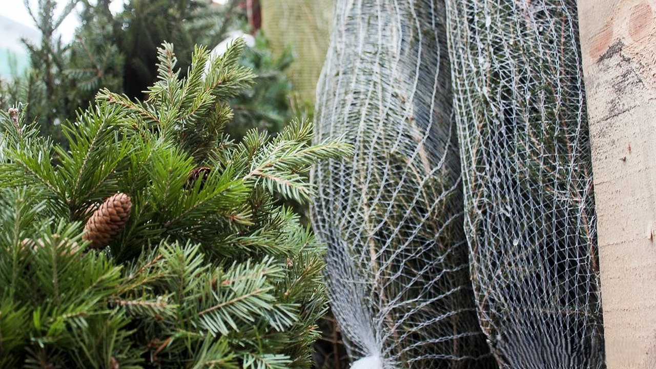 Главная картинка новости: В Екатеринбурге появились «царские» пихты: цены вас шокируют