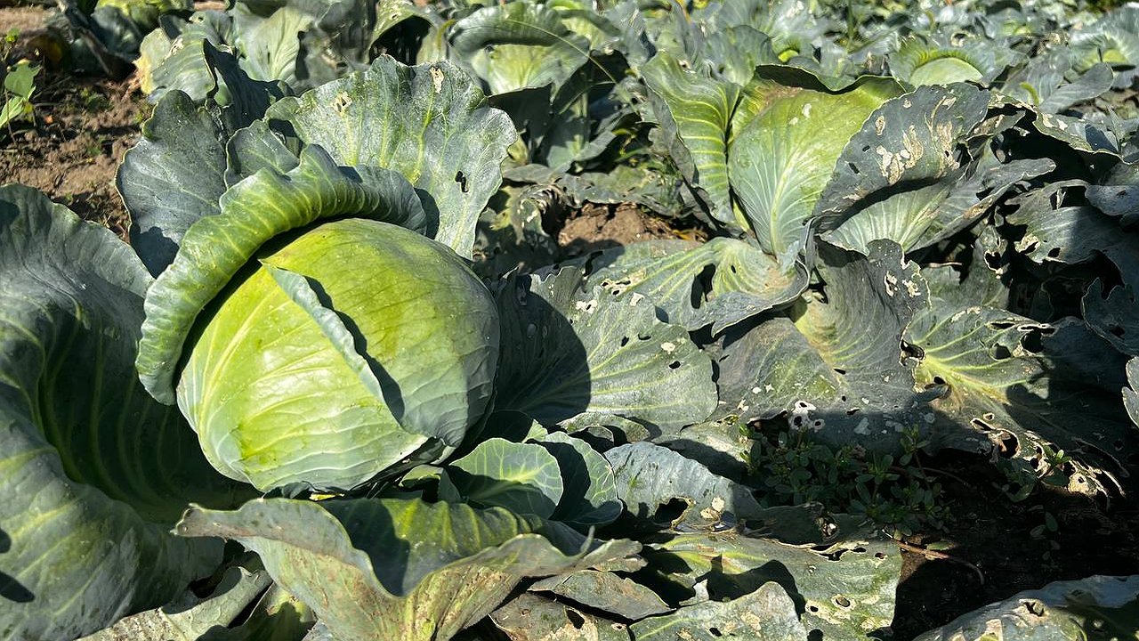 Главная картинка новости: Вот так надо квасить капусту в стеклянной банке: от такой "вкуснятины" потом не оторвешь