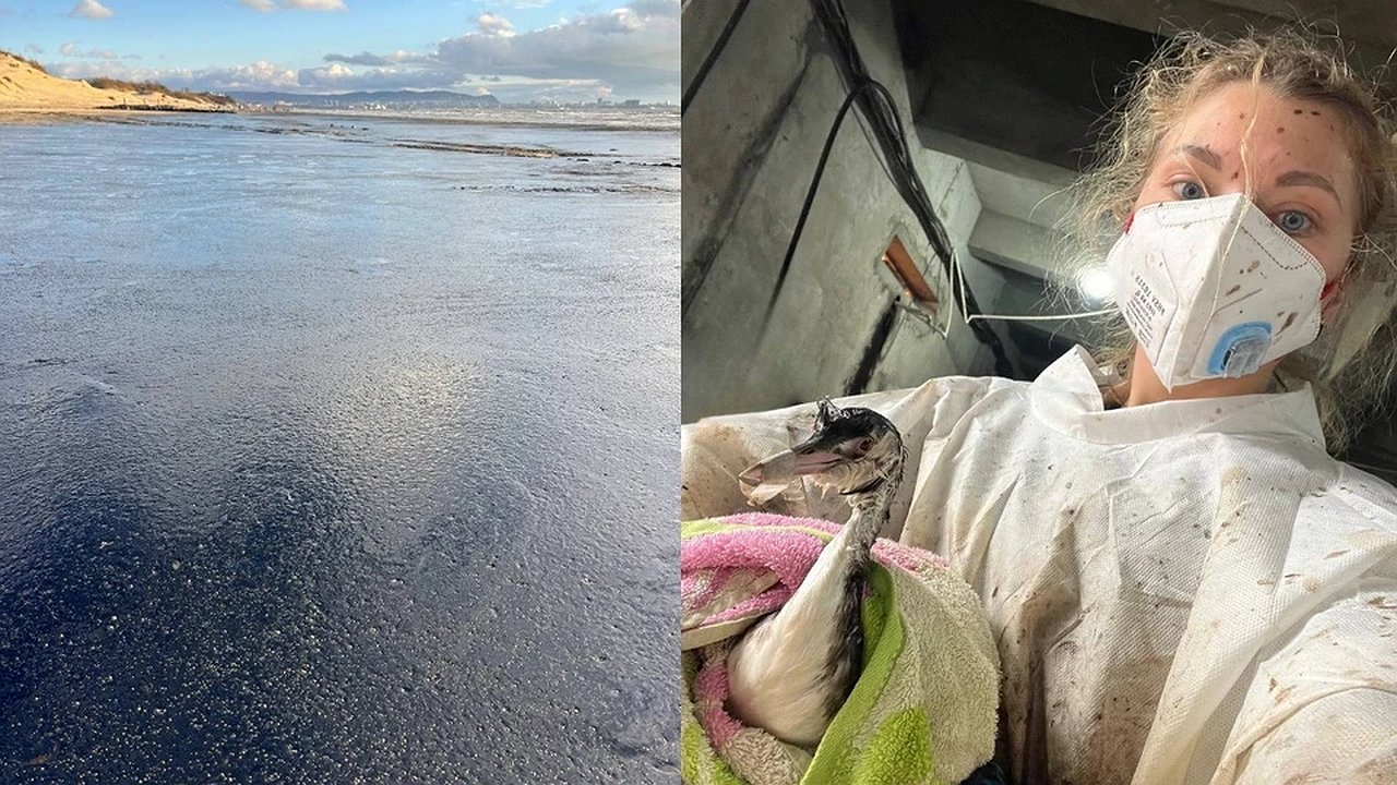 Главная картинка новости: Пляжи Краснодарского края в смоле: как учительница из Екатеринбурга спасает птиц от экологической катастрофы