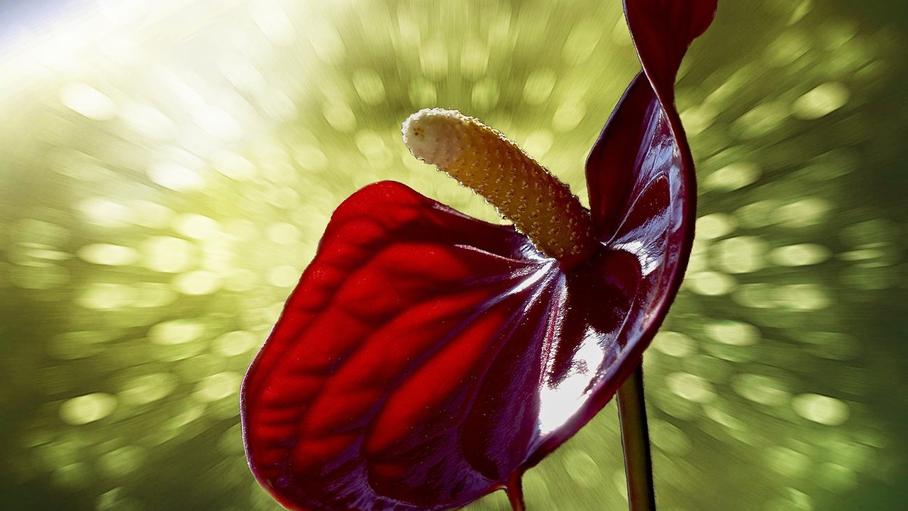 Главная картинка новости: Всего таблетка на 1 литр — и антуриум начнет выпускать цветоносы без остановки: даже зимой