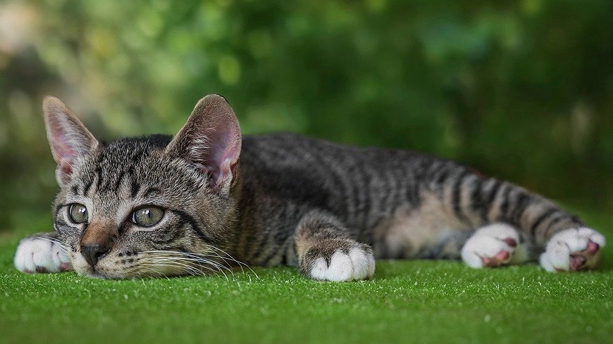 Главная картинка новости: В тюрьмах Екатеринбурга  не разрешили заводить котов