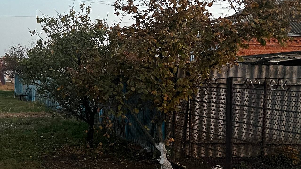 Главная картинка новости: Эко-удар по вредителям: найден надёжный защитник вашего участка