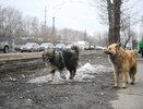 В Екатеринбурге бродячие собаки напали на женщину в лесопарке