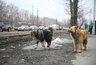 В Екатеринбурге бродячие собаки напали на женщину в лесопарке