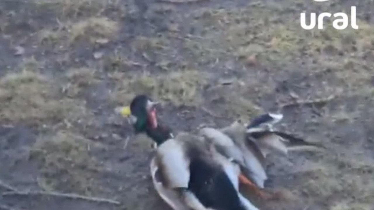 Главная картинка новости: В Екатеринбурге школьница на самокате наехала на утку и скрылась