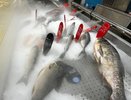 Эксперты выявили самую полезную рыбу на весну - ешьте 2 раза в неделю: она богата селеном и фосфором