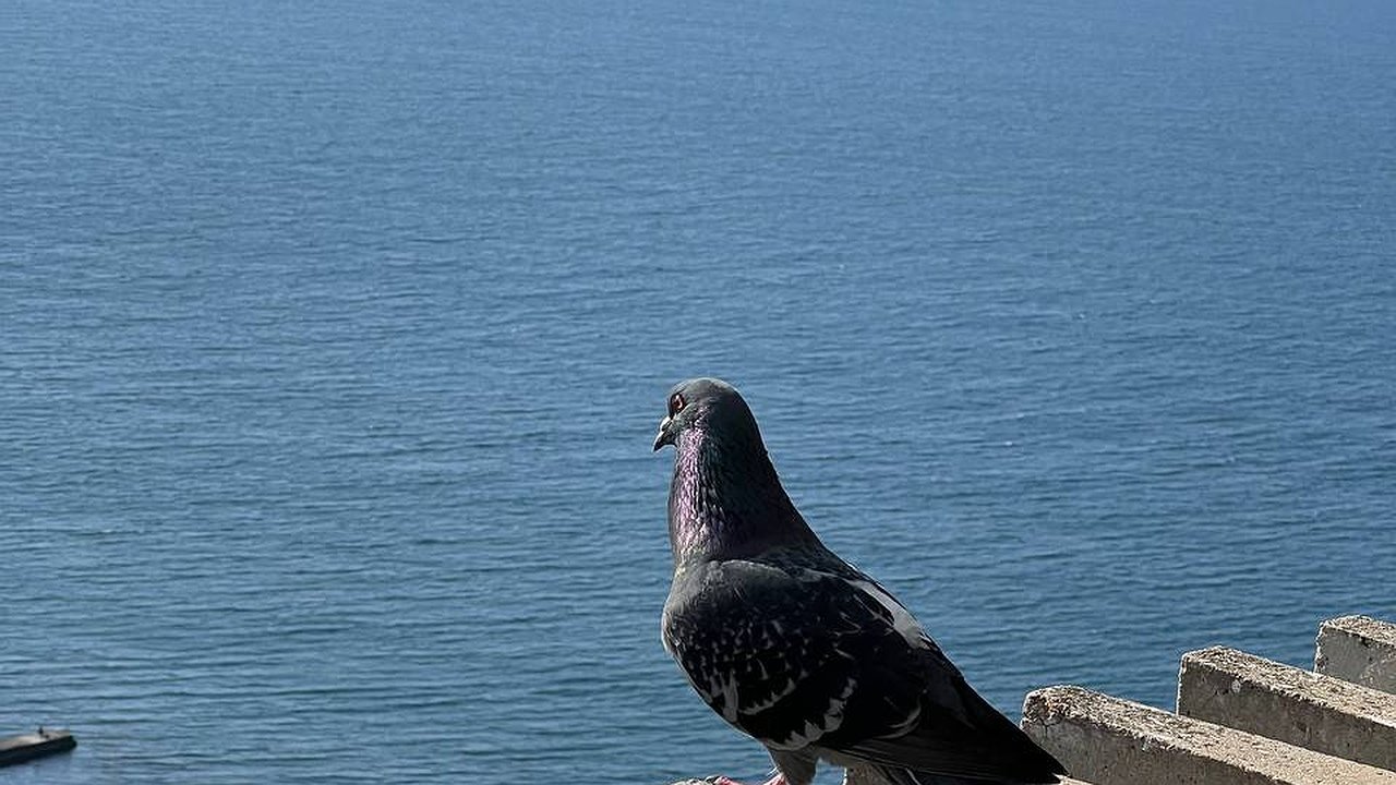 Главная картинка новости: До середины августа мест уже нет: куда повально рванули российские туристы