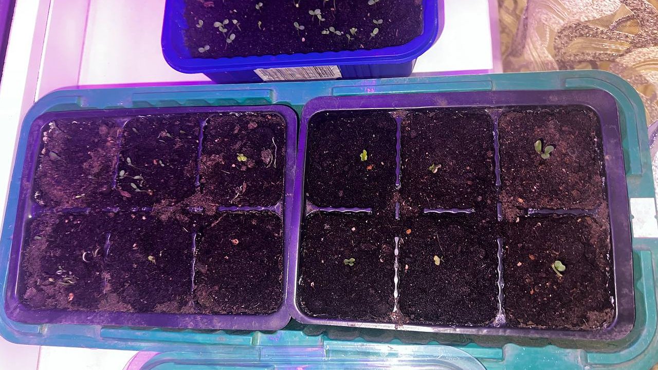 Главная картинка новости: Лью под перцы и томаты каждые 2 дня: лайфхак ленивых дачников - не рассада, а мощные "дубки"