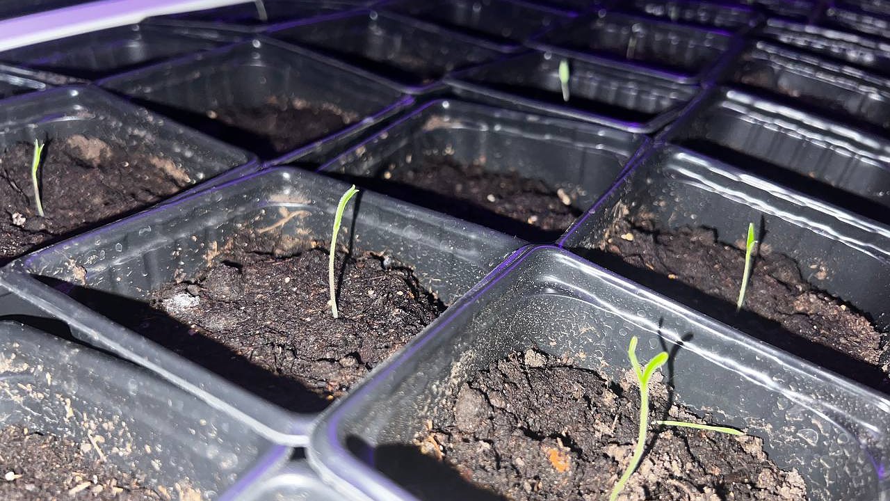 Главная картинка новости: Рассада укрепится моментально: 2 таблетки на 1 литр - и перцы с томатами станут мощными и стойкими