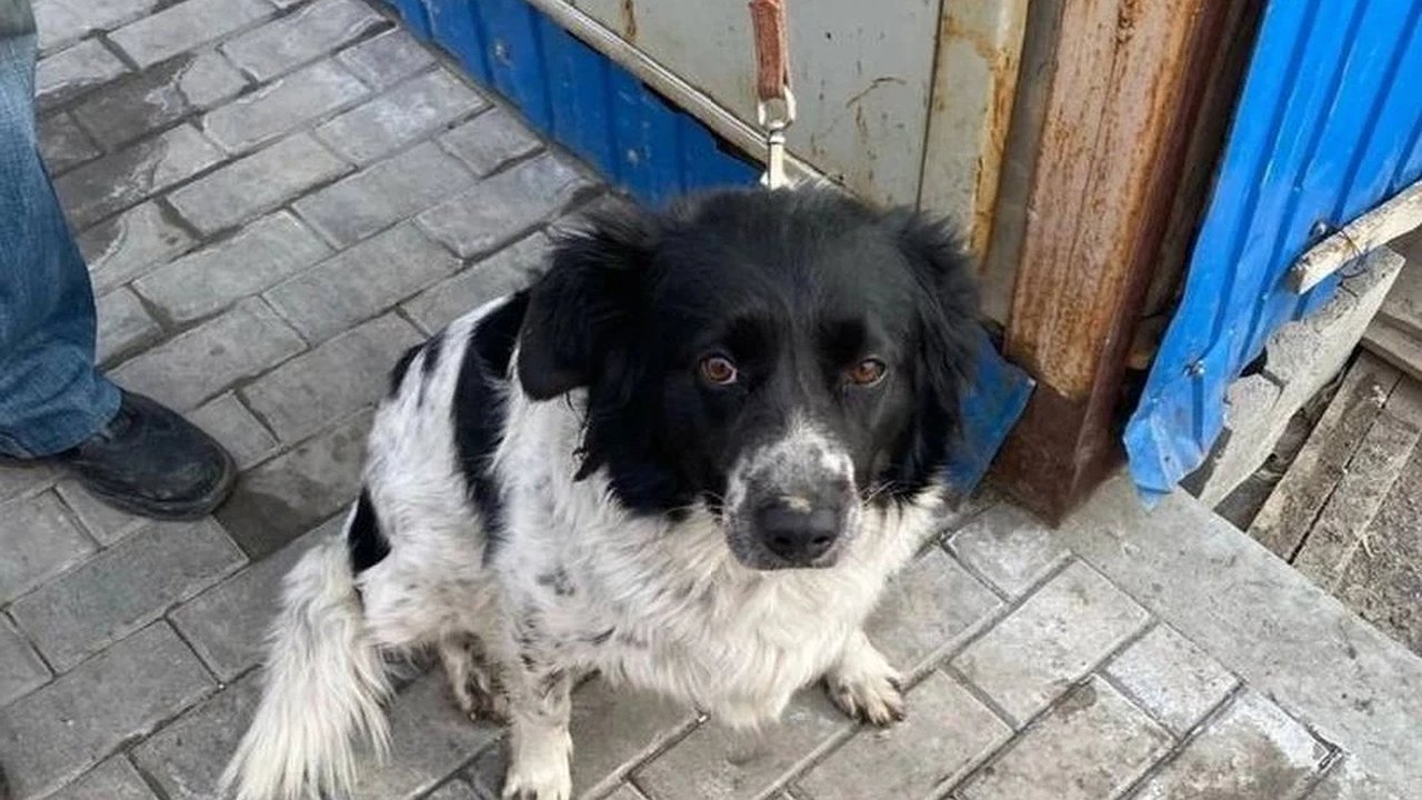 Главная картинка новости: Нижнем Тагиле строители уехали, оставив лучшего друга