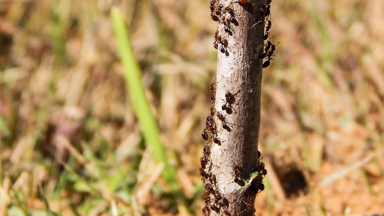 Главная картинка новости: Проверенный способ выпроводить муравьёв и тлю с огорода: понадобится 25 рублей и 5 минут - не средство, а находка