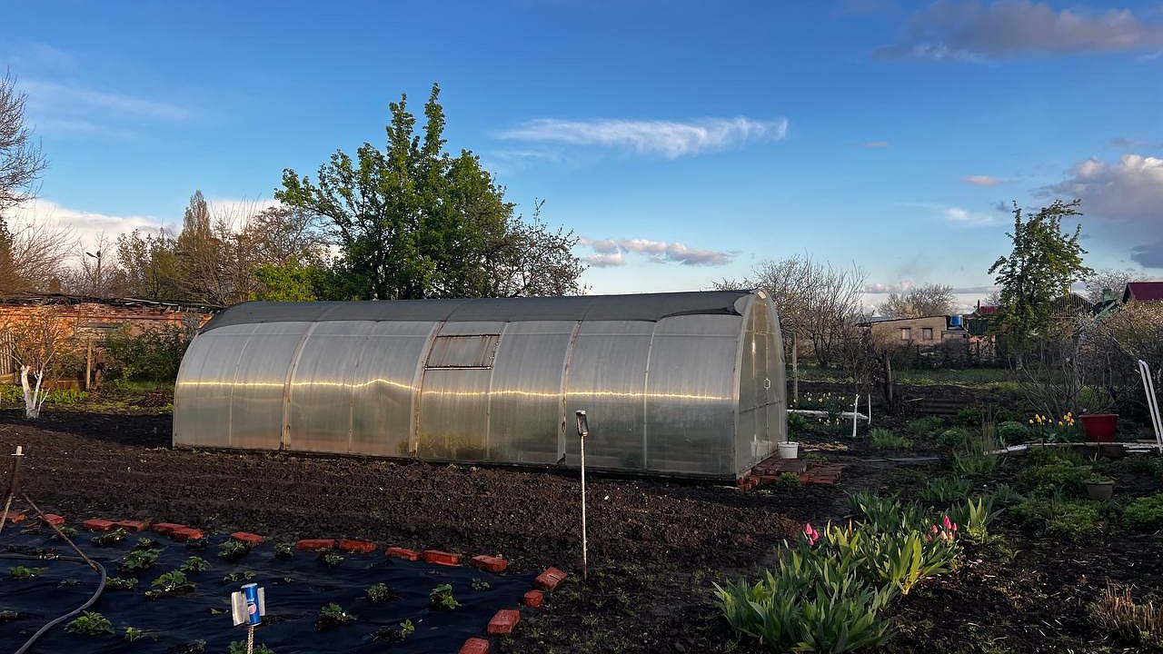 Главная картинка новости: Как пшено спасает меня каждый год: выращиваю небывалый урожай перца