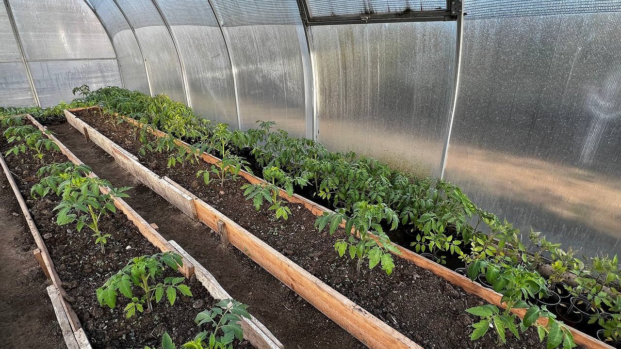 Главная картинка новости: Рассада из дохлой превратилась в роскошную: добавил и радуюсь - рецепт проверенной подкормки