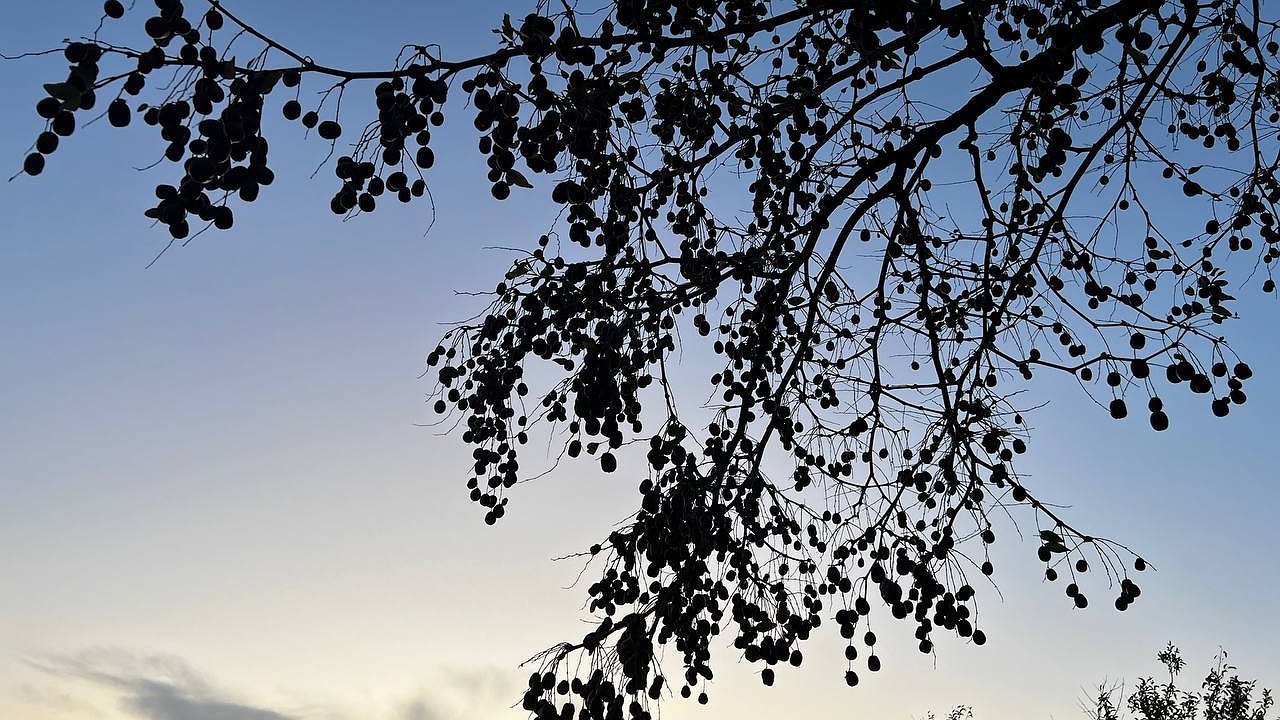 Главная картинка новости: Смертельная угроза прямо под вашим окном: если такие деревья растут у вашего дома - надо срочно избавляться