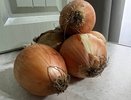 Во время посадки лука — важно: 1 щепотка в лейку — и головки вырастут размером с апельсин, а перья не пожелтеют