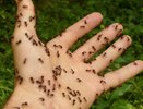 Надёжный метод выпроводить муравьёв и тлю с огорода: понадобится 25 рублей и 5 минут - не средство, а находка