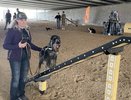 В центре Екатеринбурга открыли площадку с тренажёрами для собак