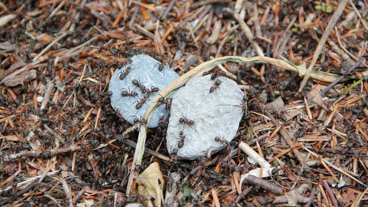 Главная картинка новости: Всего 2 литра на муравейник — и вредители дают деру сверкая пятками с участка: сад под надежной защитой