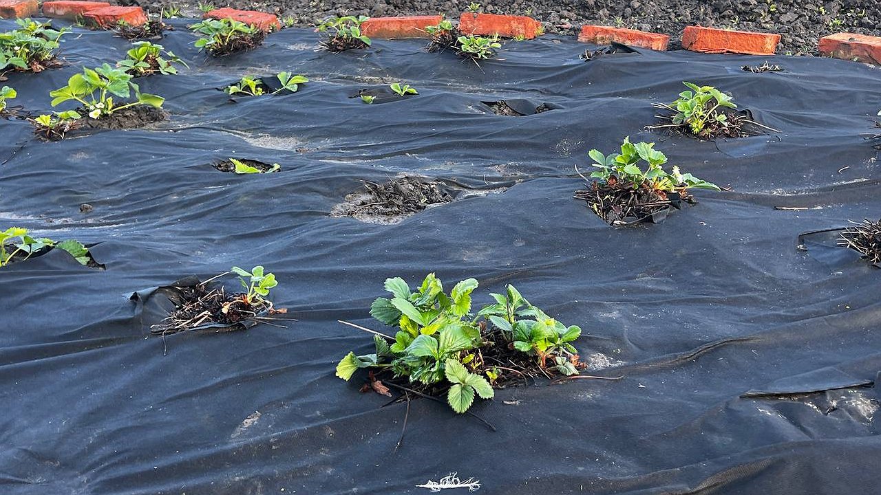 Главная картинка новости: Дачники, эти растения не косить: 500 граммов на 10 литров — готова мощная броня для клубники